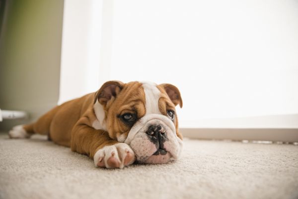 Carpet Damage Repair