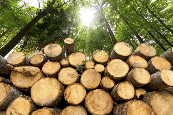 Tree Log Removal